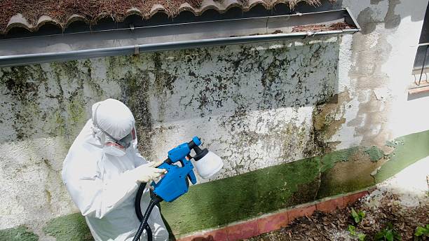 Mold Remediation service in Newton Center, Newton Center, MA